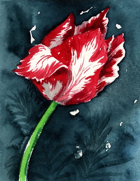 Jake Marshall Watercolor Small Painting Of Red And White Artist Tulip