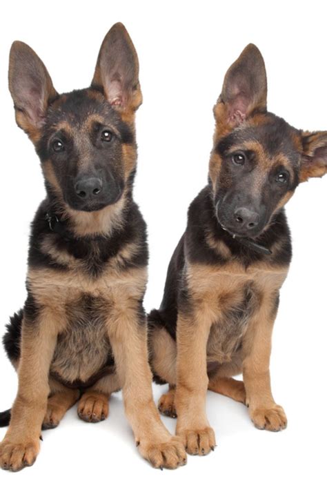 German shepherd is one of the most popular, intelligent and demanding dog breed. Two german shepherd puppies in front of a white background ...