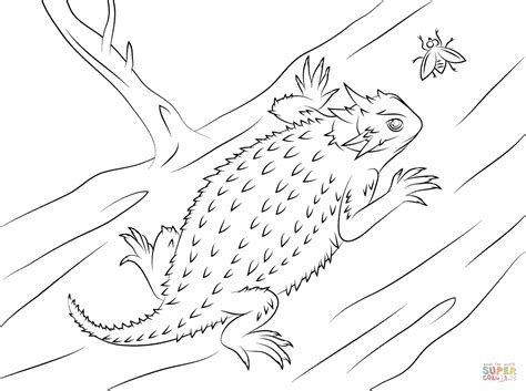 Texas Horned Lizard Coloring Page Free Printable Coloring Pages