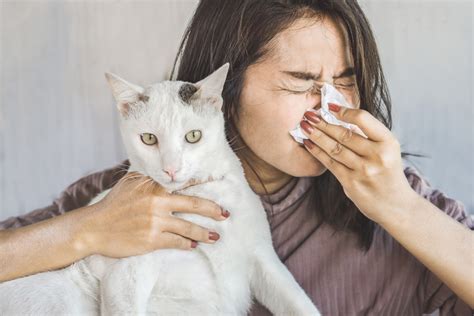 This New Vaccine Could Help Reduce Cat Allergies