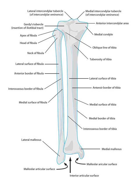 Anatomy Tibia And Fibula Diagram Diagram