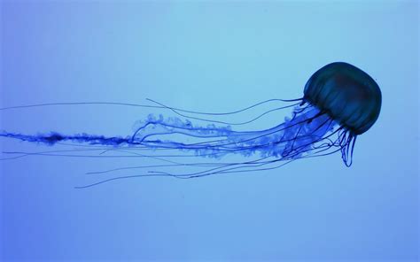 Wallpaper Dark Sky Blue Underwater Jellyfish Wave Line Swim