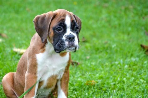 Boxer Puppy Training Timeline How To Train A Boxer