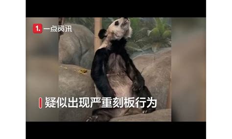 Viral Video Of ‘skinny Giant Panda In A Us Zoo Ignites Calls For Its