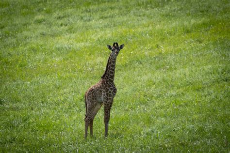 The Wilds Celebrates Birth Of Second Endangered Giraffe Calf Whiz