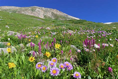 Beautiful Colorado Alpine Wildflower Landscape Photograph By Cascade