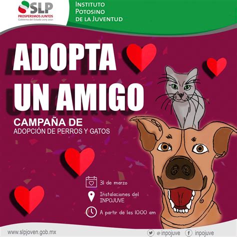 Adopta Un Amigo La Campaña Que Promueve Inpojuve Para Adoptar Mascotas