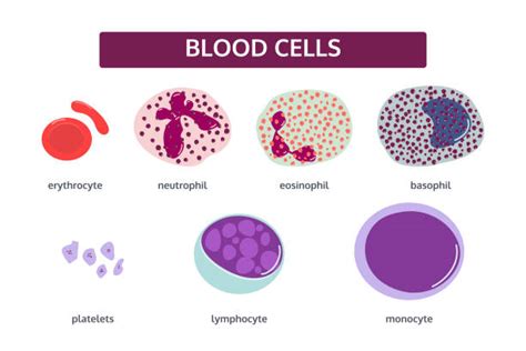 Granulocyte Illustrations Royalty Free Vector Graphics And Clip Art Istock