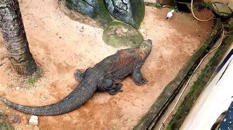 Now, it is difficult to know for sure when first humans appeared. Jakarta - Last Dinosaur on Earth - YouTube