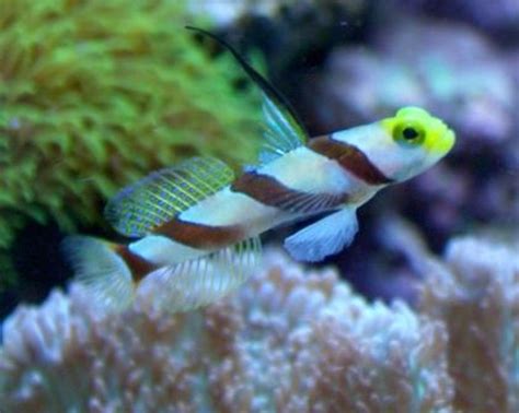 Photo 2 Hi Fin Red Banded Goby Aka Antenna Goby