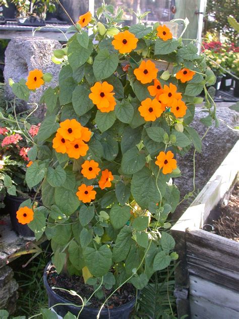 It grows best in sun, but flowers well in part shade, too. Thunbergia 'Orange Beauty' is a climbing vine that can do ...