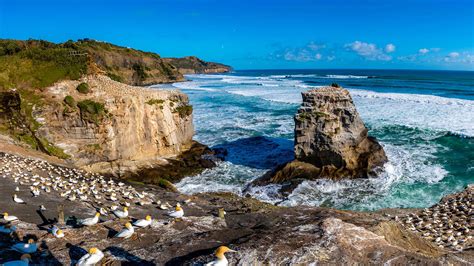 The Best Muriwai Gannet Colony Off The Beaten Track 2022 Free