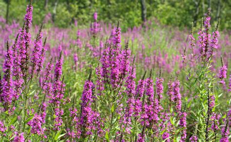 Lythrum Salicaria Ufifas Assessment University Of Florida