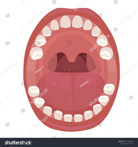 Anatomy Human Mouth Vector Illustration Stock Vector Royalty Free
