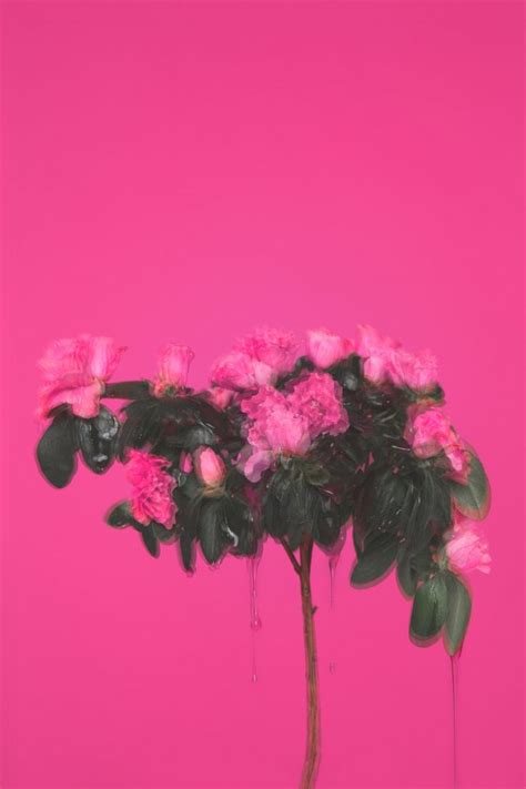 Check spelling or type a new query. aestheticgoddess: "KATARZYNA PAREJKO " | Hot pink ...