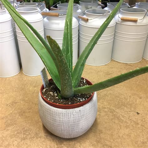 Large Aloe Vera 6″ Pot Houseplants Cochrane Garden Center