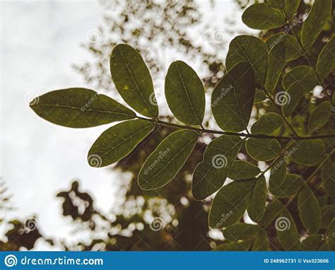 Hermosas Hojas Verdes En El Fondo De La Luz Del Sol Imagen De Archivo