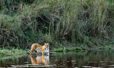 5 Must Visit National Parks In India For Tiger Sighting MakeMyTrip Blog