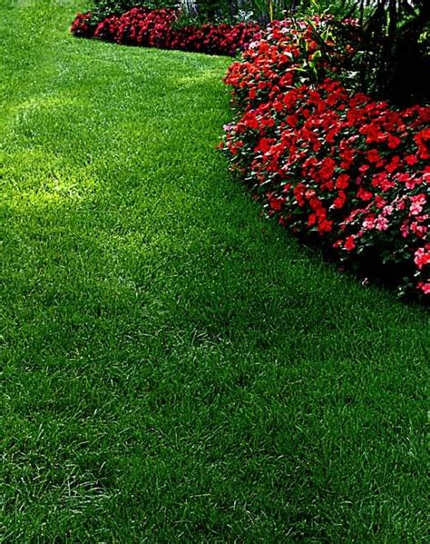 North Texas Lawn Care Guide Gilbert Vidals