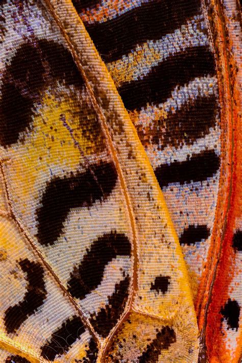 Macro Photos Of Butterfly Wings By Chris Perani Inspiration Grid