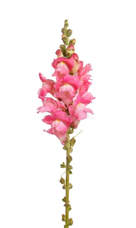 Single Stem Of Pink Shapdragon Flowers Stock Photo Image Of Branch