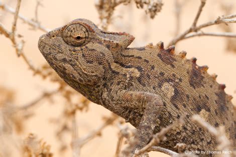 chameleon chamaeleonidae info details facts images