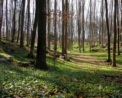 Filespring Forest Near Planinsko Polje