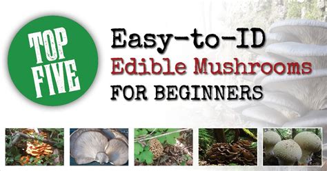 Top 5 Easy To Id Edible Mushrooms For Beginners Backdoor Survival