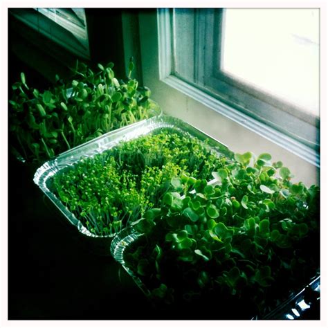 Pretty Utilitarian Growing Microgreens Indoors