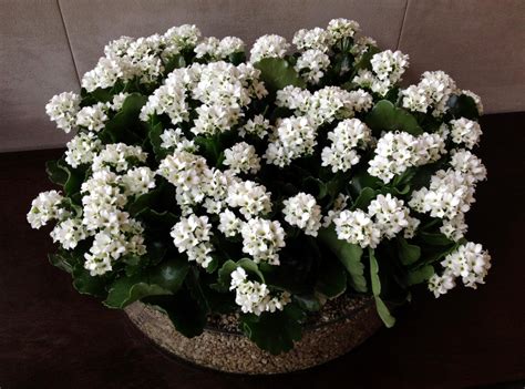 Wallpaper Kalanchoe Flowers White Indoor Plant Pots 2200x1630