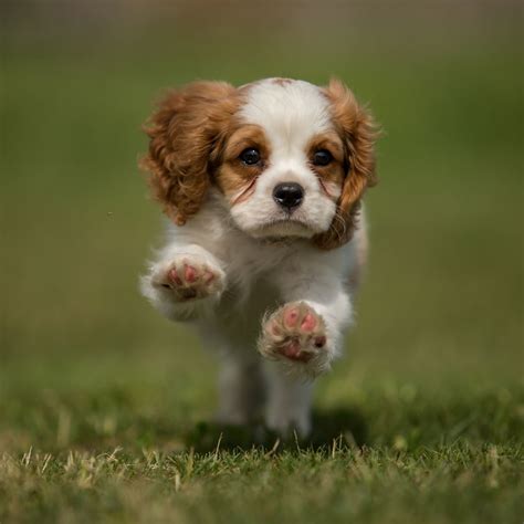 A reputable dog breeder will provide you with a. Cavalier King Charles Spaniel Puppies For Sale In Florida