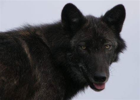 How long does a gray wolf live? - Quora