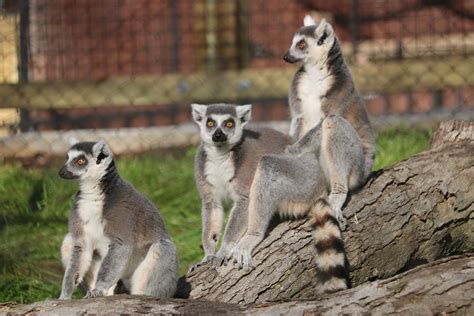 Ring Tailed Lemur Brandywine Zoo Go A Little Wild