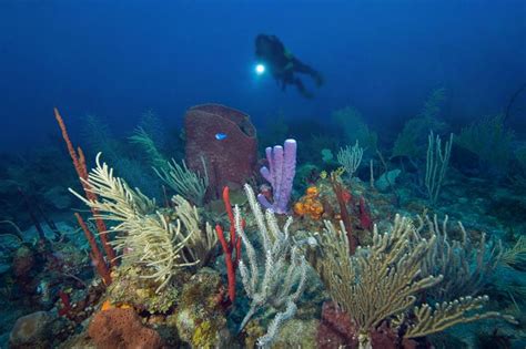 Best Scuba Diving Caribbean Joes Scuba Shack