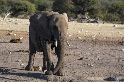 African Elephant Loxodonta Africana Hurry To Waterhole Etosha