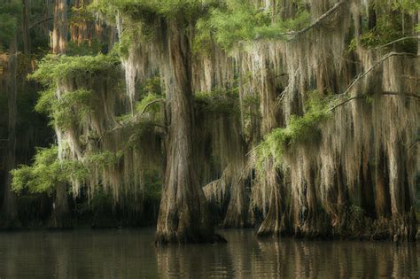 The caddo lake real estate market is a top twenty marketplace for lake property in louisiana. Caddo Lake, Texas | Photo.net Photography Forums