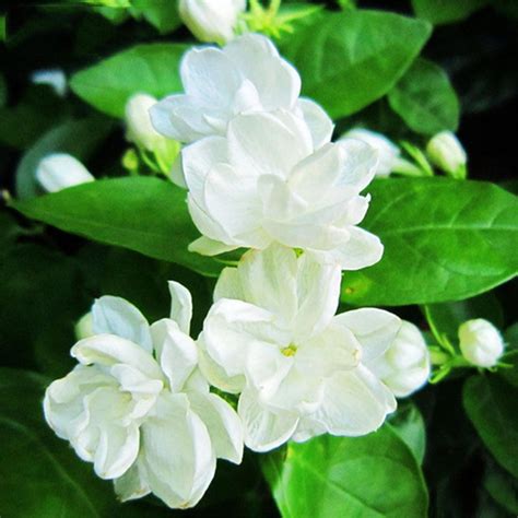 30 Pcsbag White Jasmine Jasmine Flower Fragrant Plant Arabian Jasmine