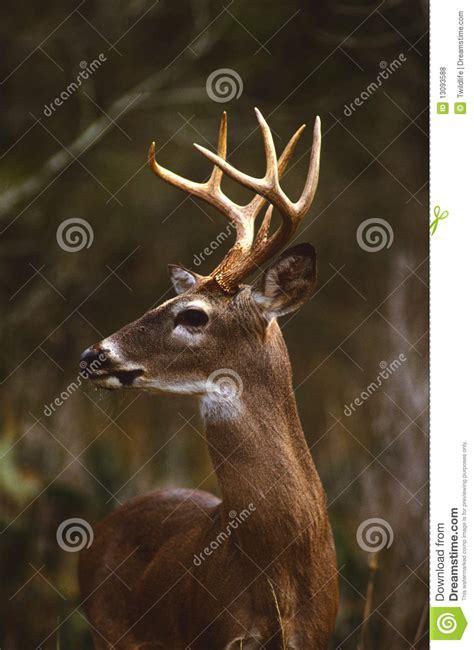 Whitetail Buck Portrait Stock Photo Image Of Hunting 13093588