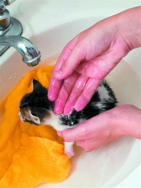 How To Bathe Your Cat In The Sink Tufts Catnip