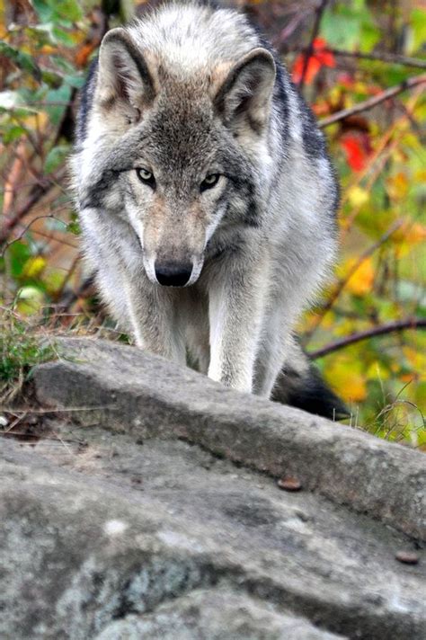 Grey Wolves Wolves And Timber Wolf On Pinterest