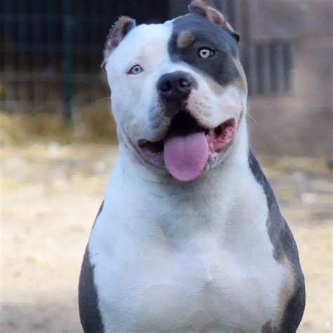 Types Of Pitbulls The 5 Popular Pit Breeds ⋆ American Bully Daily