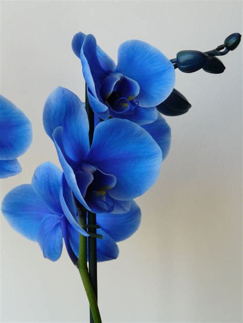 Blue Orchid 2021 Live Wallpaper Hd