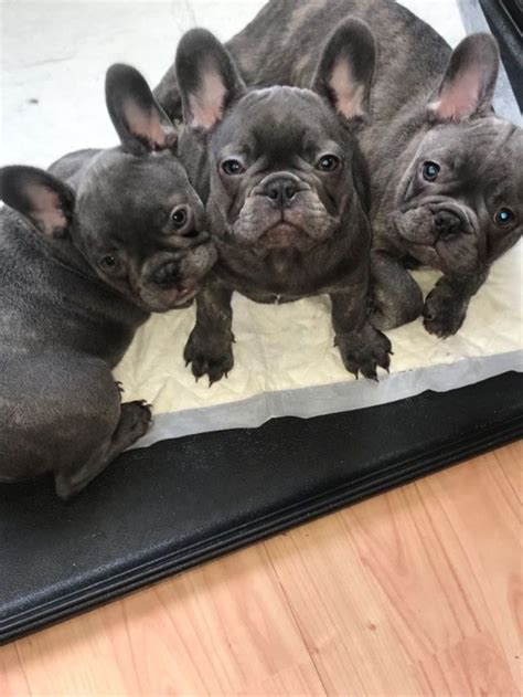 Our goal is to make the best rescue match taking into consideration the rescue bulldogs background and your family's needs. French Bulldog Puppies For Sale | Phoenix, AZ #328917