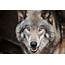 Endangered Pack Of Gray Wolves To Be Exterminated In Washington Soon 