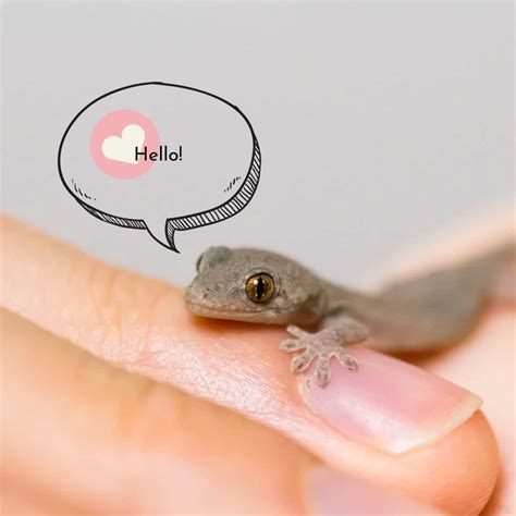 What Do Baby Lizards Eat Our Small Pets
