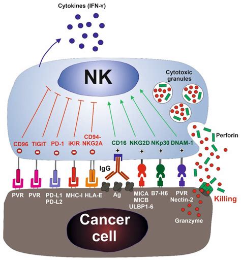 Natural Killer Nk Cell Activation The Activation Of Nk Cells Is Download Scientific Diagram