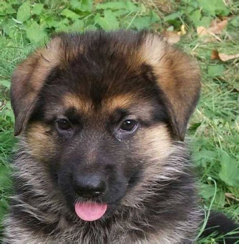 In this article, we will share our valuable experiences and give you advices about german congratulations, there are many gsd puppies waiting for you! 7 week old Pure Bred German Shepherd Puppy for Sale in Tacoma, Washington Classified ...