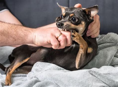 Why Your Chihuahua Is Aggressive And The Solution Tiny Woofs