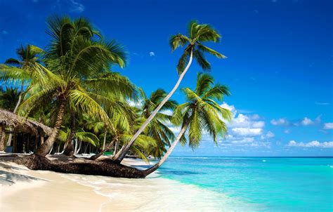 Wallpaper Sand Sea Beach The Sun Palm Trees Shore Summer Beach Sea Island Sand