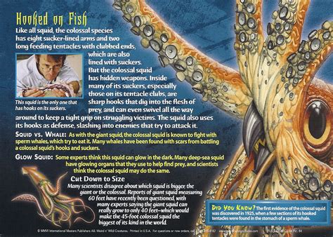 Colossal meaning, definition, what is colossal: Colossal Squid - Wierd N'wild Creatures Wiki